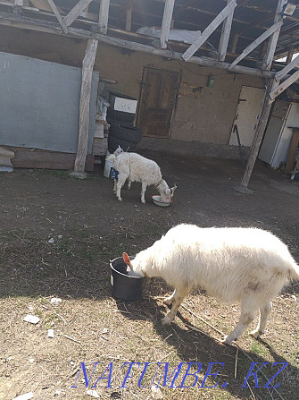 Saanen breed selling goats, goat, goat  - photo 4