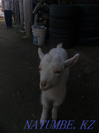 Saanen breed selling goats, goat, goat  - photo 2