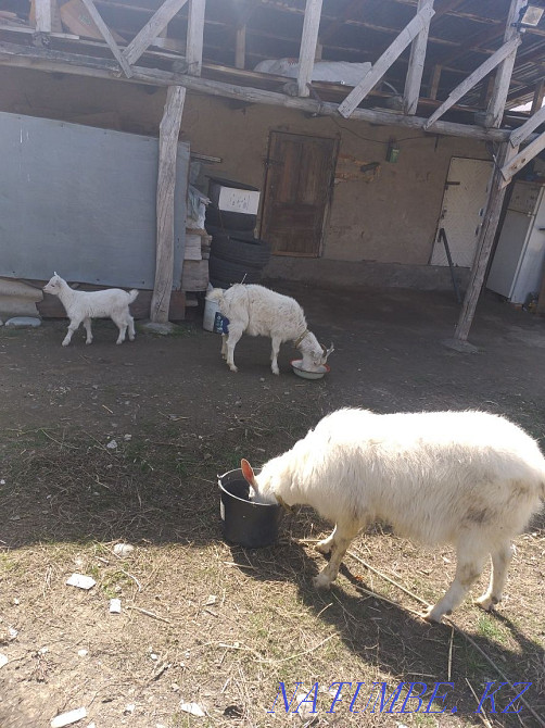 Саанен тұқымы ешкі, ешкі, ешкі сатады  - изображение 1