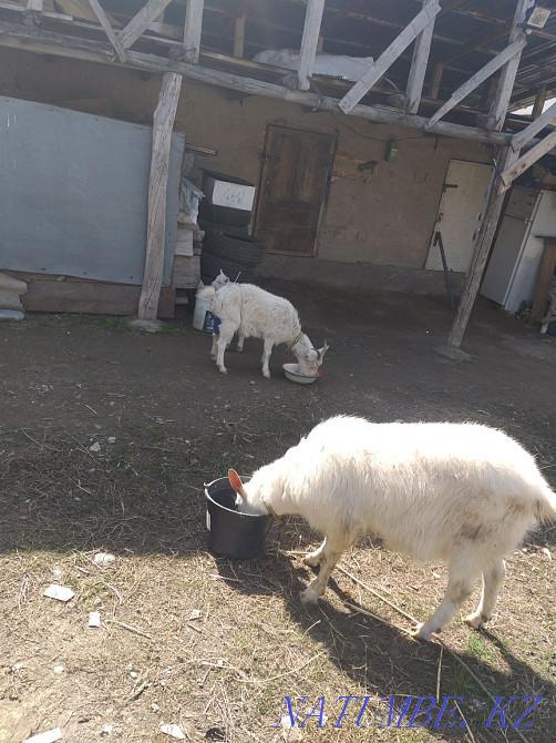 Саанен тұқымы ешкі, ешкі, ешкі сатады  - изображение 4