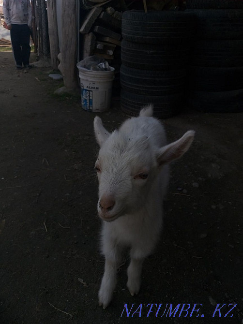 Саанен тұқымы ешкі, ешкі, ешкі сатады  - изображение 2