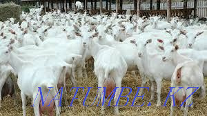 Goats Zaensky Chezhsky Alpine Nubian Shalqar - photo 1