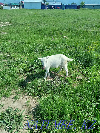 Urgently selling goats  - photo 1