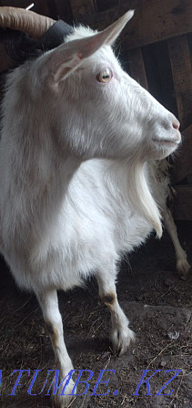 Продам дойную козу с козлёнком Павлодар - изображение 1