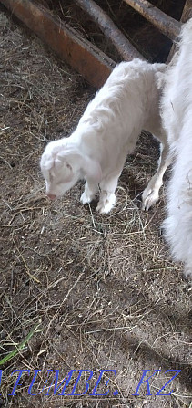 Продам дойную козу с козлёнком Павлодар - изображение 2