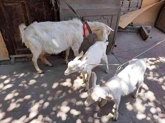 Таза Занен ешкы 3.5литрлык ешкы коза козы ешкі Shymkent