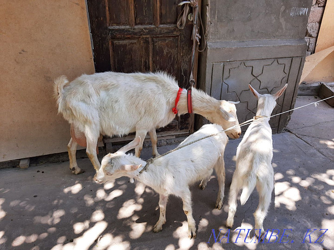 Таза Занен ешкы 3.5литрлык ешкы коза козы ешкі Шымкент - изображение 1