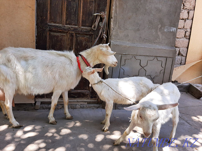 Таза Занен ешкы 3.5литрлык ешкы коза козы ешкі Шымкент - изображение 2