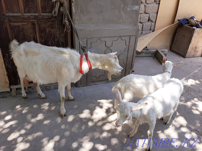 Taza Zanen eshki 3.5 liter eshki goat goat eshki Shymkent - photo 3
