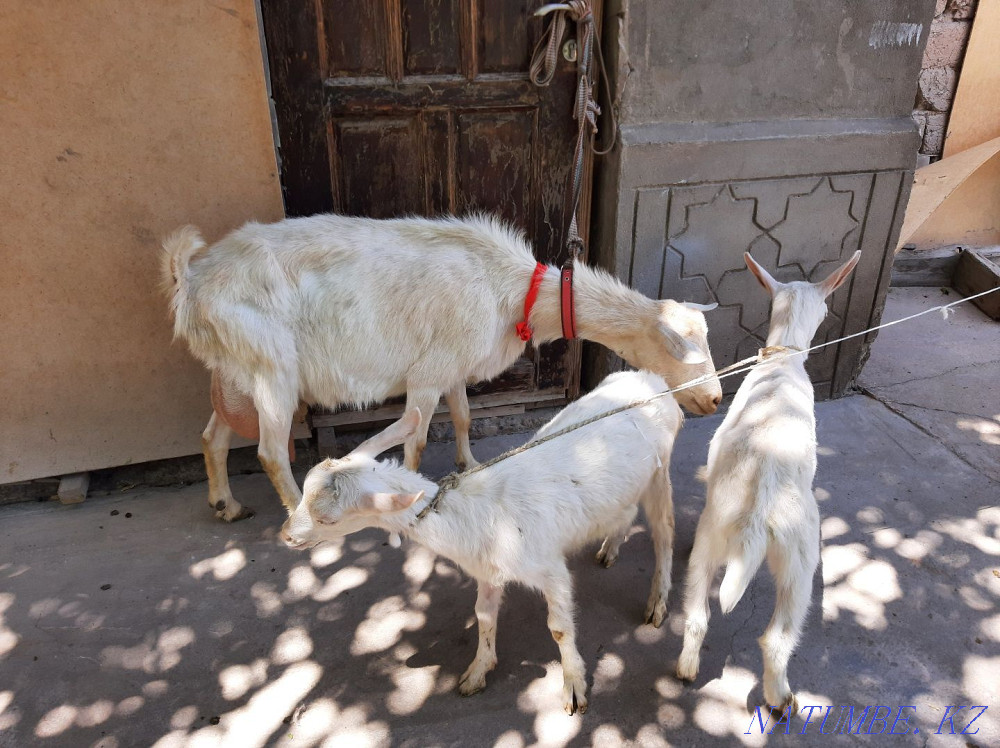 Таза Занен ешкы 3.5литрлык ешкы коза козы ешкі Шымкент - изображение 1