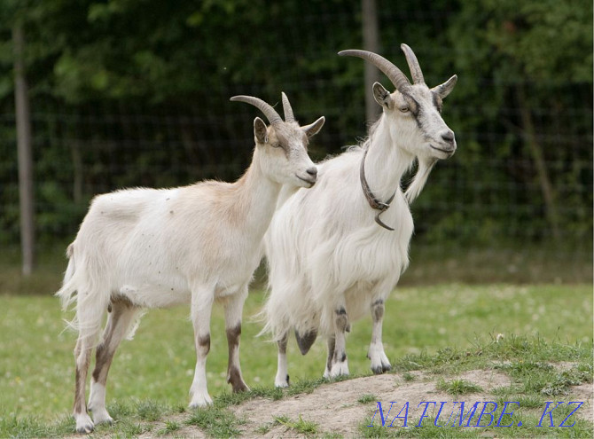 I will sell goats 1-2 years for 40000 Astana - photo 3