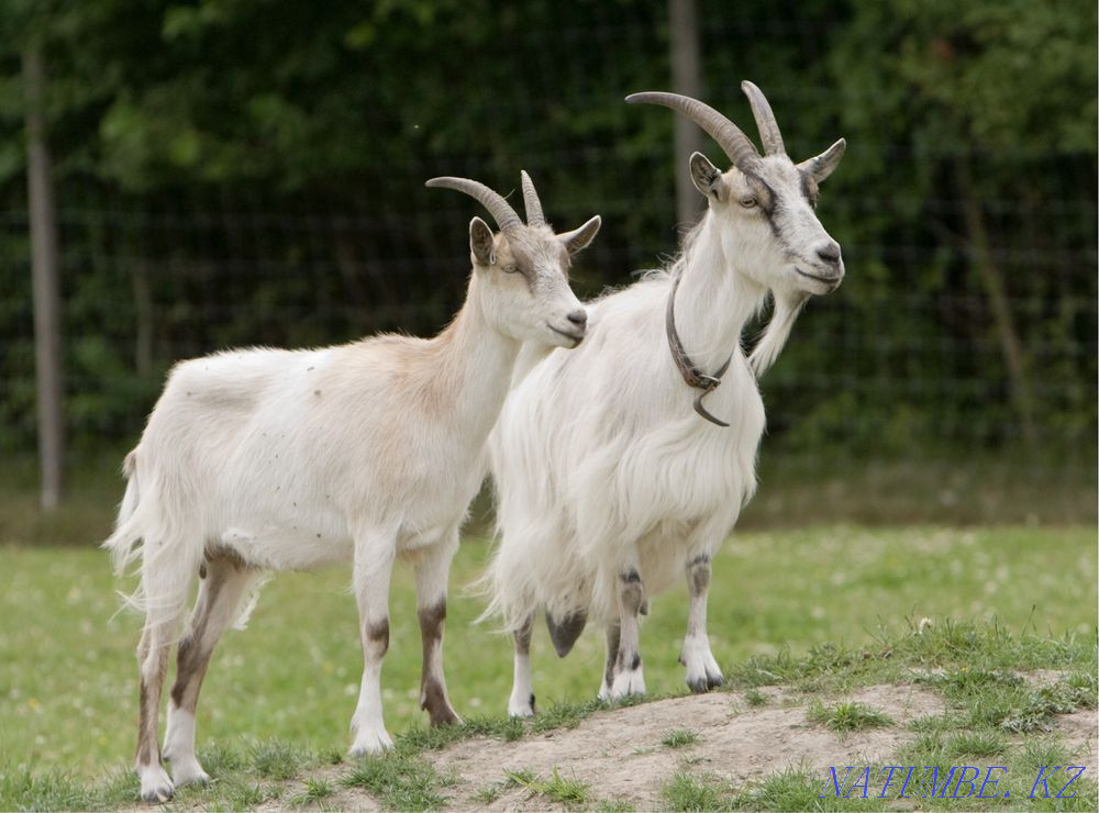 I will sell goats 1-2 years for 40000 Astana - photo 3