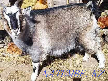 I will sell goats 1-2 years for 40000 Astana - photo 2