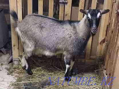 I will sell goats 1-2 years for 40000 Astana - photo 1
