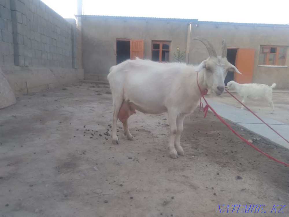 Yeshki goat orys eshki Нурмухамеда Есентаева - photo 3