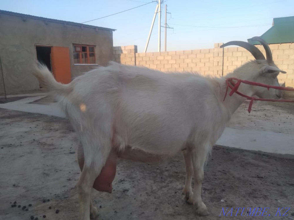 Yeshki goat orys eshki Нурмухамеда Есентаева - photo 1