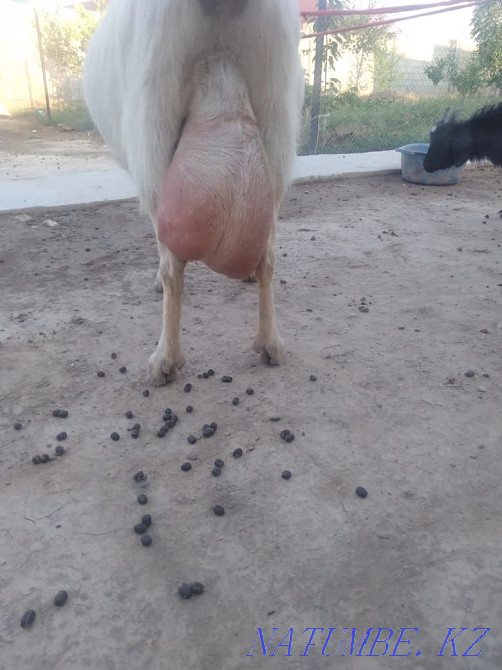 Yeshki goat orys eshki Нурмухамеда Есентаева - photo 4