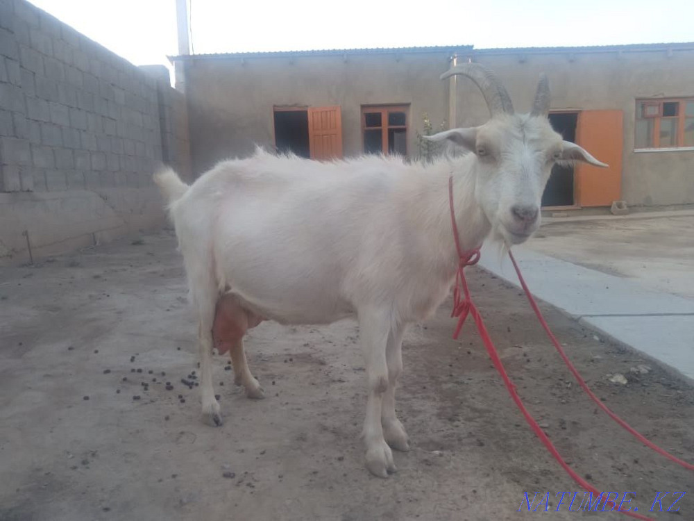 Yeshki goat orys eshki Нурмухамеда Есентаева - photo 2