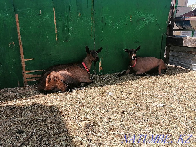 Продам Чешских коз Астана - изображение 2