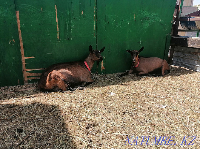 Sell Czech goats Astana - photo 1