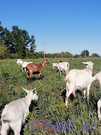 Sell Czech goats Astana - photo 4