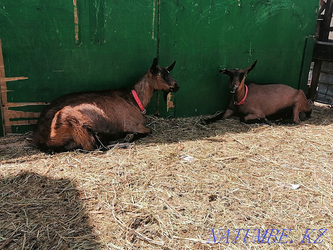 Продам Чешских коз Астана - изображение 3