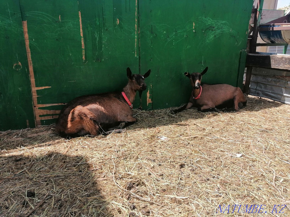 Sell Czech goats Astana - photo 2