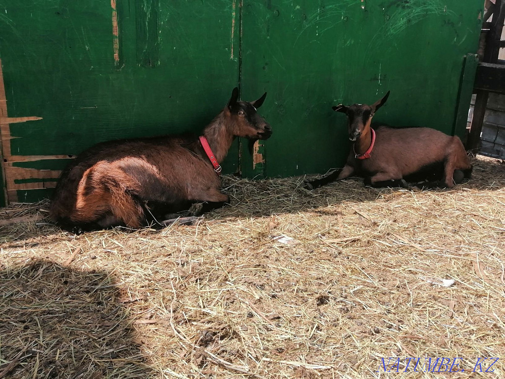 Sell Czech goats Astana - photo 3