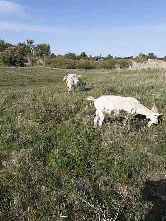 Продам дойную козу зааненской породы с козочкой Kostanay