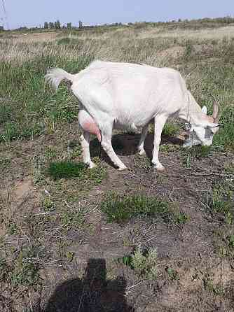 Продам дойную козу зааненской породы с козочкой Kostanay