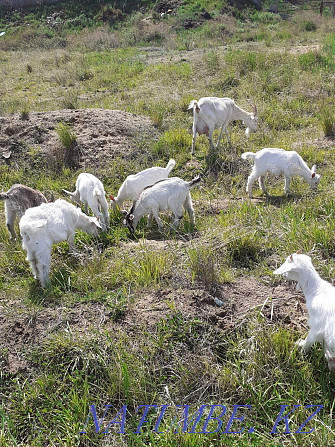 I will sell a dairy goat of Saanen breed with a goat Kostanay - photo 4