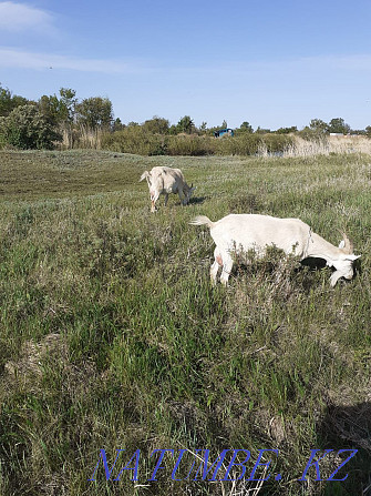 Продам дойную козу зааненской породы с козочкой Костанай - изображение 2
