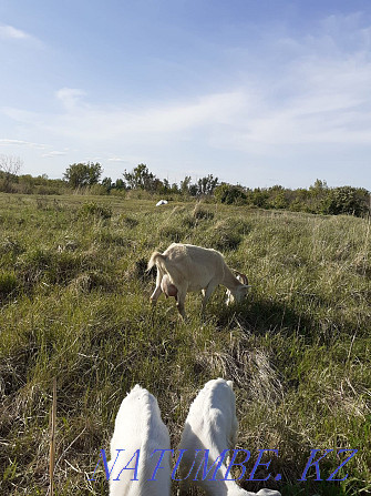 Продам дойную козу зааненской породы с козочкой Костанай - изображение 3