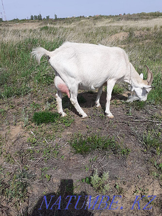 Продам дойную козу зааненской породы с козочкой Костанай - изображение 1