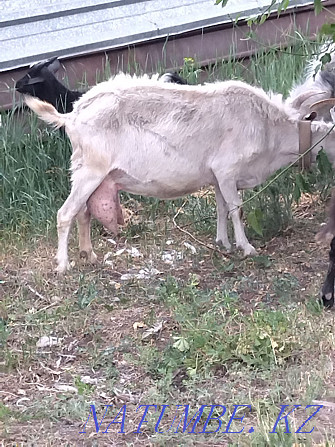 коза молочная зааненская Караганда - изображение 1