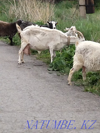 Saanen dairy goat Karagandy - photo 2