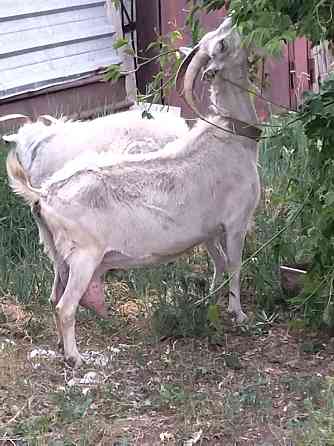 молочная зааненская коза Karagandy