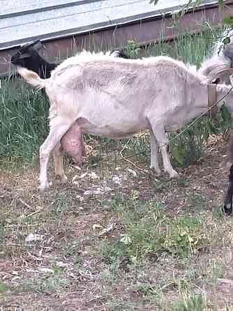 молочная зааненская коза  Қарағанды