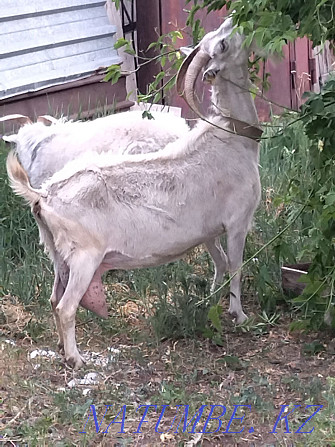 молочная зааненская коза Караганда - изображение 1