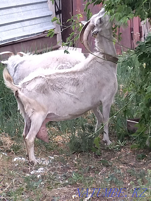 молочная зааненская коза Караганда - изображение 1