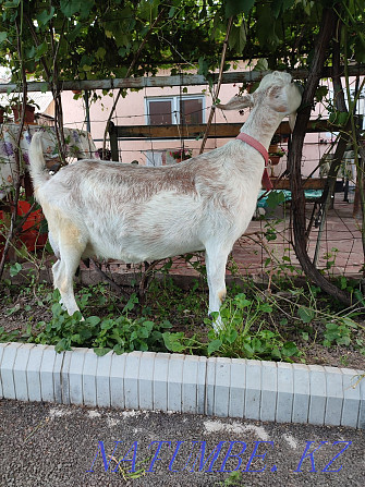 Дойная молочная коза  - изображение 1