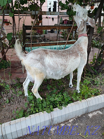 Дойная молочная коза  - изображение 3