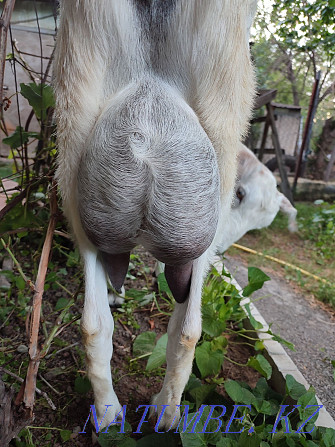Дойная молочная коза  - изображение 4