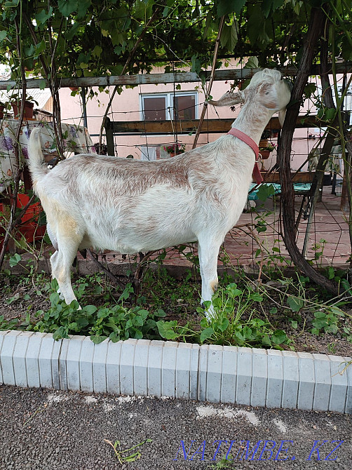 dairy goat  - photo 1