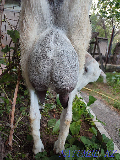 dairy goat  - photo 4