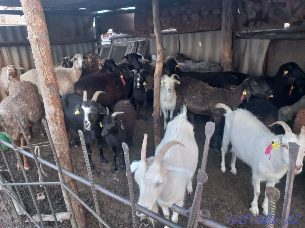 I will sell goats Shchuchinsk - photo 1