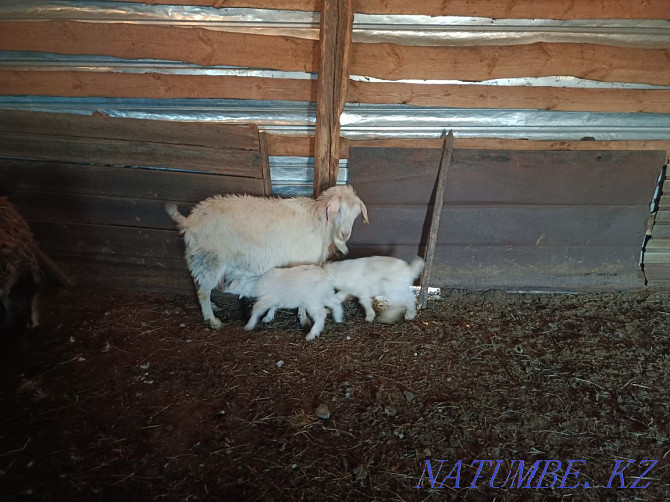 Продам коз и козлят , Ешкы сатамын  - изображение 2