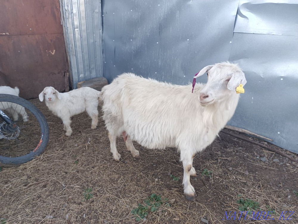 I will sell goats and kids , Eshky satamyn  - photo 3