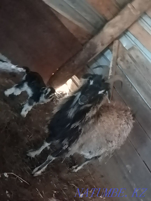 I will sell goats and kids , Eshky satamyn  - photo 1