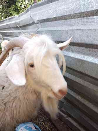 Продам коза дойная. Балуана Шолака